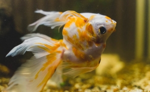 Why aquarium fish swimming upside down Why aquarium fish swimming upside down